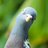 img tweet